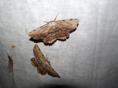 Lytrosis unitaria