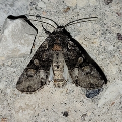 Neoligia tonsa