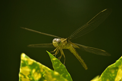 Crocothemis servilia