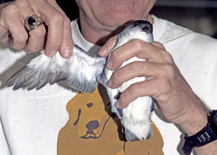 Pelecanoides georgicus