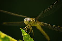 Crocothemis servilia