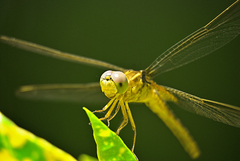 Crocothemis servilia