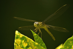 Crocothemis servilia