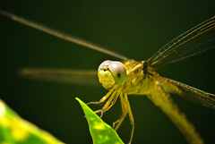 Crocothemis servilia