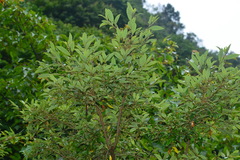 Litsea morrisonensis