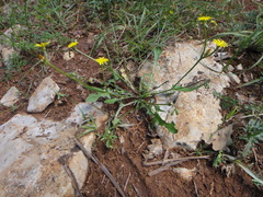 Crepis zacintha