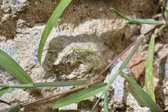 Apochrysa matsumurae