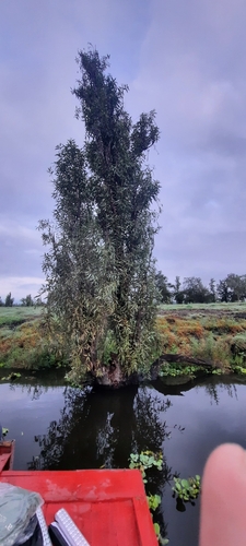 Image of Salix bonplandiana by (c) fontoto, some rights reserved (CC BY)