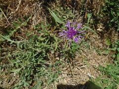 Centaurea scabiosa