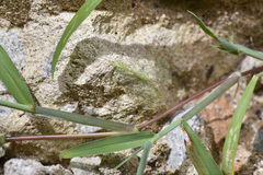 Apochrysa matsumurae