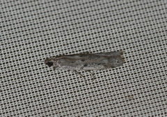 Phycitodes albatella