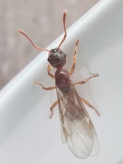 Myrmica rubra