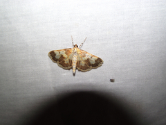 Polygrammodes langdonalis