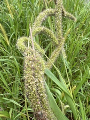 Setaria italica