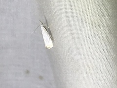 Crambus albellus