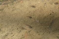 Bombina variegata