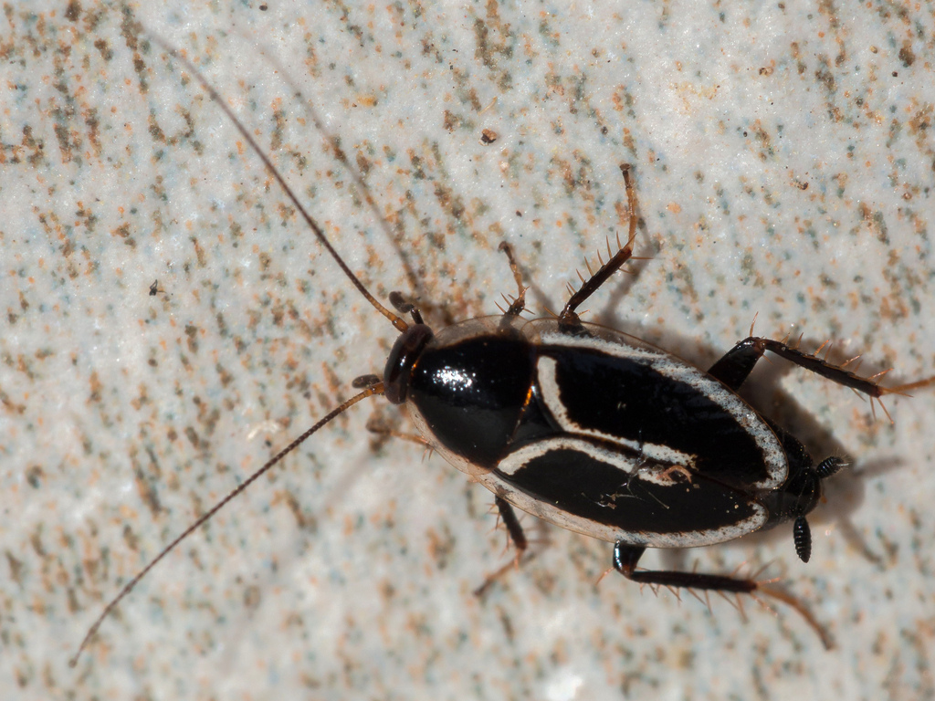 Marginated Leaf-running Cockroach