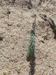 Polygala cyparissias