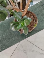 Sedum praealtum