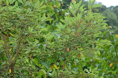 Litsea morrisonensis