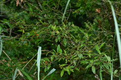 Litsea morrisonensis