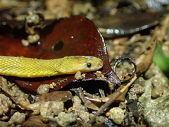 Achalinus rufescens