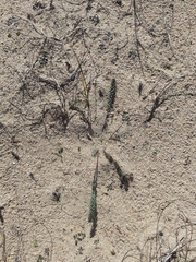 Polygala cyparissias