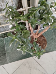 Sedum praealtum