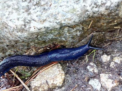 slizniak karpatský (Bielzia coerulans)