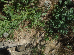 Centaurea scabiosa