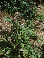 Centaurea scabiosa