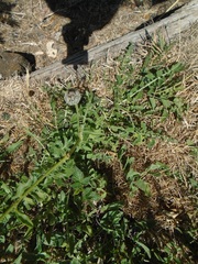 Centaurea scabiosa