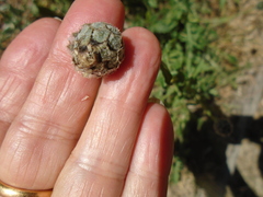 Centaurea scabiosa
