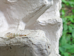 Nectopsyche exquisita