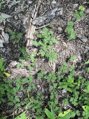 Paronychia fastigiata