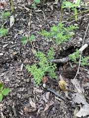 Paronychia fastigiata