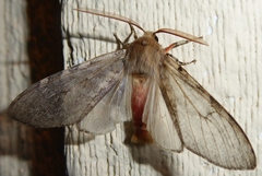 Pseudohemihyalea labecula