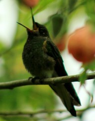 Boissonneaua flavescens