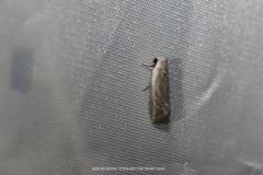 Plagiograpta macrodonta