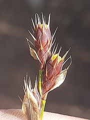 Hypodiscus aristatus