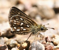 Piruna aea