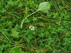 Trifolium repens