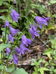 Campanula rapunculoides