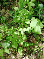 Actaea spicata