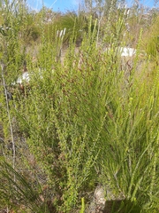 Hypodiscus aristatus