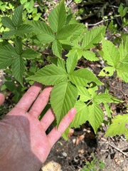 Rubus ablatus
