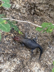 Sceloporus pyrocephalus