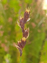 Hypodiscus aristatus