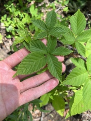 Rubus ablatus