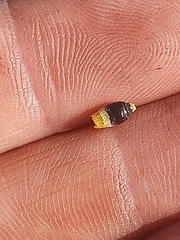 Hypodiscus aristatus